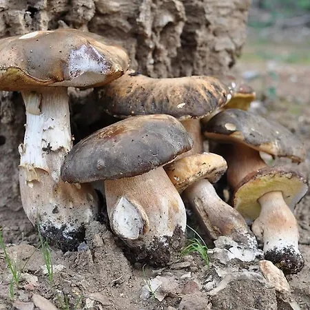 En Corse Avec Terrasse Au Calme