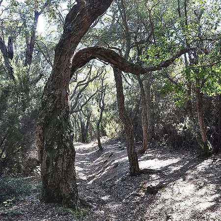 דירה En Corse Avec Terrasse Au Calme סנטה-לוסיה-די-מוריאני